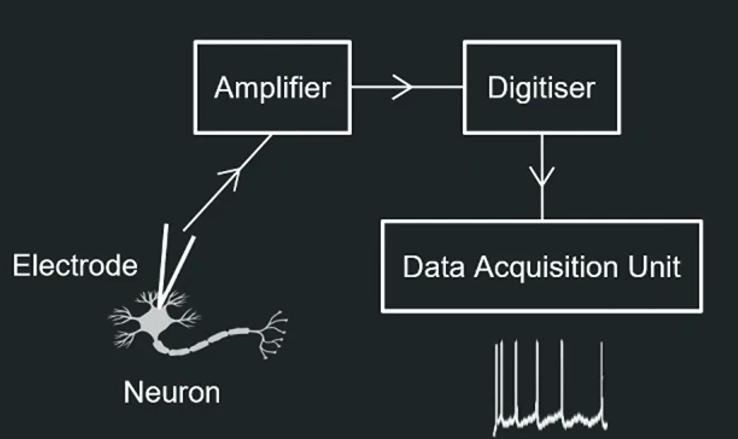 Neural Activity Recording